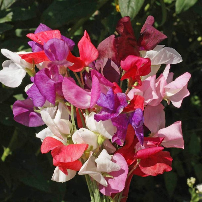 Indiai illatos bükköny magkeverék - Lathyrus odoratus, Lathyrus odoratus, virág